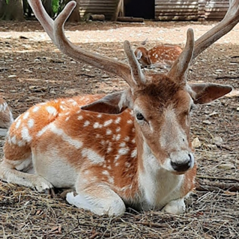 06/04/25 : Découverte du Zoo de Chizé (SLVie de La Rochelle