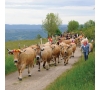 Du 23 au 25/05/2025 - Week-end de la Transhumance - SLVie Jonzac