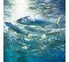 Sortie pêche en mer du mardi 11 août - SLVie La Rochelle