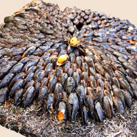 08.08.26: Soirée Éclade « 80 ans des Activités Sociales » - SLVie Royan