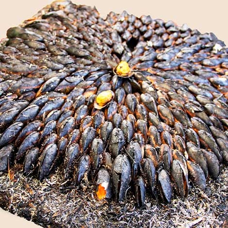 08.08.26: Soirée Éclade « 80 ans des Activités Sociales » - SLVie Royan