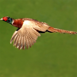 Journée chasse - SLVie Jonzac